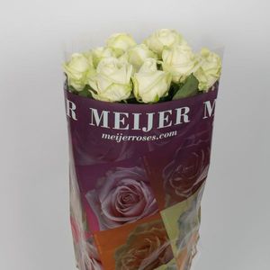 ROSE AVALANCHE Van Rijn 50